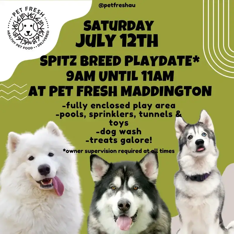 Dog-friendly event poster for Pet Fresh Maddington showcasing a spitz breed playdate with healthy pet food and fun activities. Featuring adorable playful dogs and details about the event in a vibrant design.